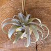Tillandsia capitata Yellow Star, organically grown air plants for sale at TOMs FLOWer CLUB.