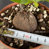 Dioscorea Elephantipes, organically grown tropical, succulent and caudex plants for sale at TOMsFLOWer CLUB.