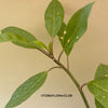 Solandra Longiflora, organically grown tropical plants for sale at TOMsFLOWer CLUB