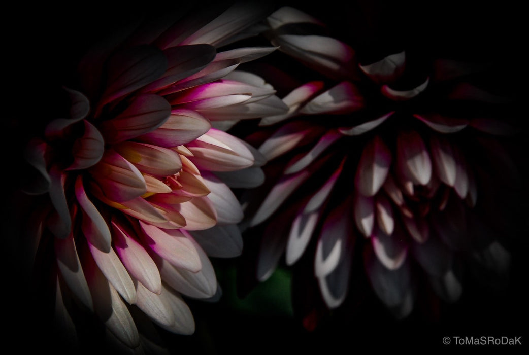 Dahlia, still life floral art photography by Tomas Rodak, photo behind the acrylic glas made by White Wall / LUMAS; offered for sale by TOMs FLOWer CLUB.