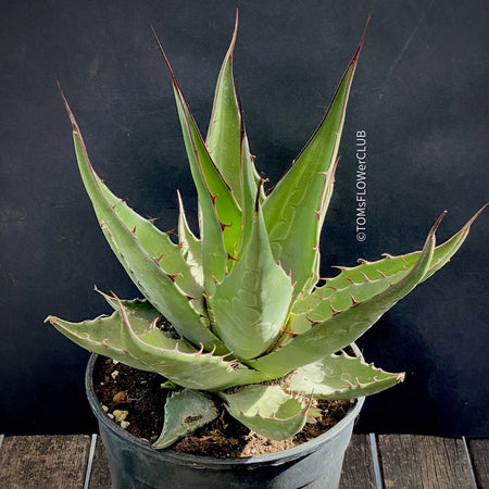 Agave Gentryi, sun loving and hardy succulent plant for sale at TOMsFLOWer CLUB