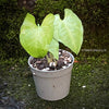 Syngonium podophyllum, organically grown tropical plants for sale at TOMsFLOWer CLUB.