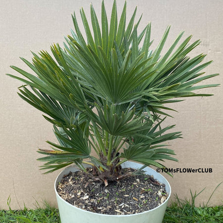 Chamaerops Humilis Vulcano, dwarf palm tree, Zwergpalme, organically grown tropical plants for sale at TOMsFLOWer CLUB