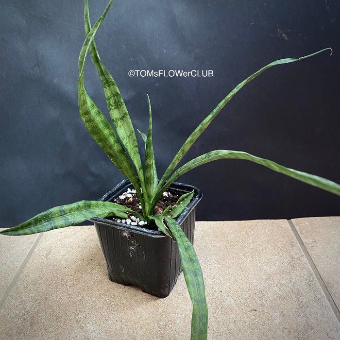 Sansevieria Parva, organically grown succulent plants for sale at TOMsFLOWer CLUB.
