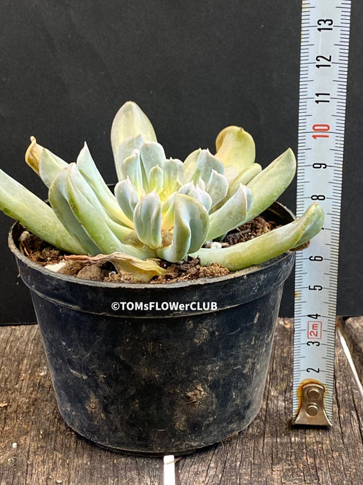 Sun loving succulent plant Echeveria Runyonii Topsy Turvy by TOMsFLOWer CLUB.