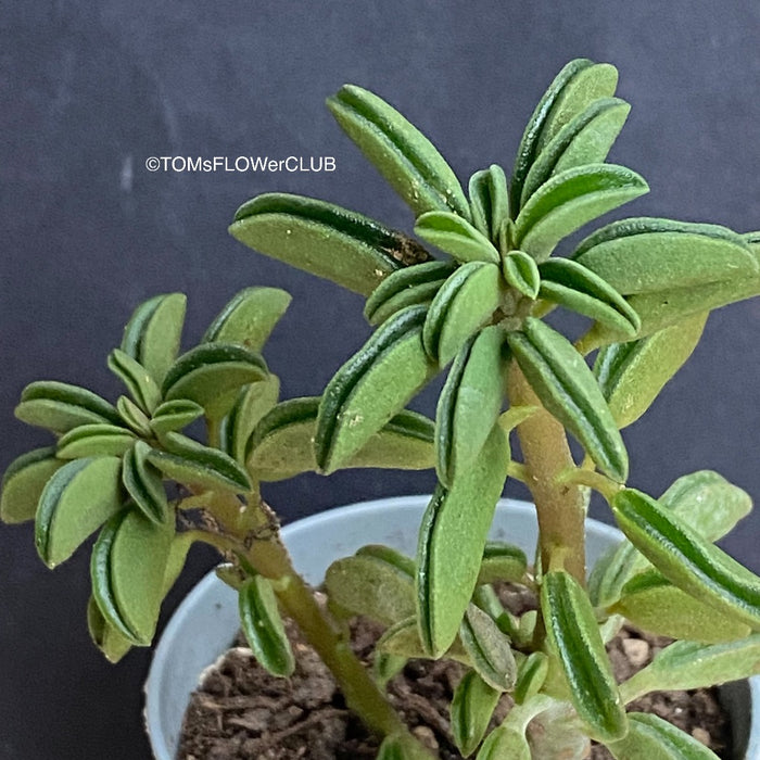 wolfgang succulent Peperomia Wolfgang-Krahnii
