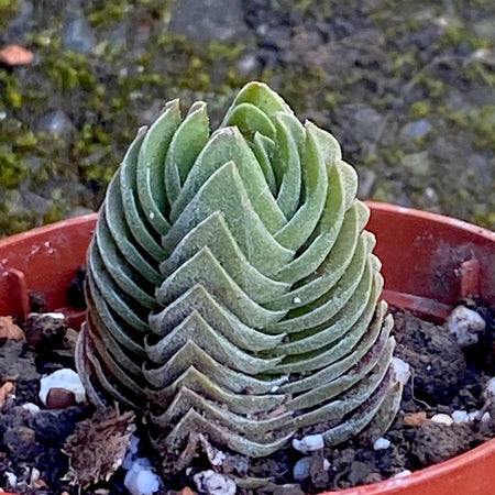 Crassula Buddha’s Temple, organically grown sun loving succulent plants for sale at TOMsFLOWer CLUB