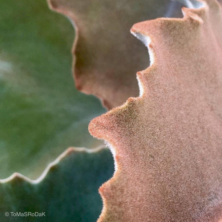 Kalanchoe beharensis, leaf scape art photo collection by TOMas Rodak for sale at TOMs FLOWer CLUB.