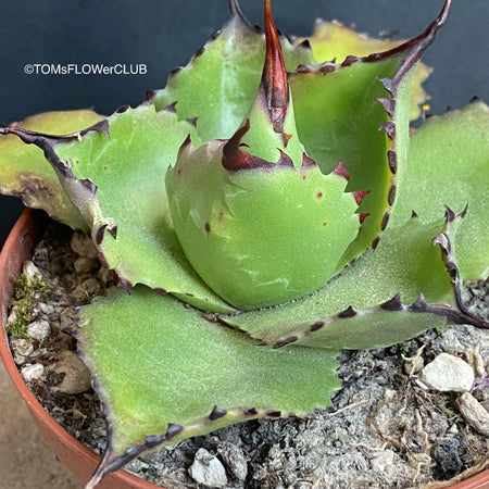 Sun loving succulent plant Agave Chiapensis for sale by TOMsFLOWer CLUB.
