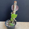 Dischidia imbricata flat, organically grown tropical hoya plants for sale at TOMsFLOWer CLUB.