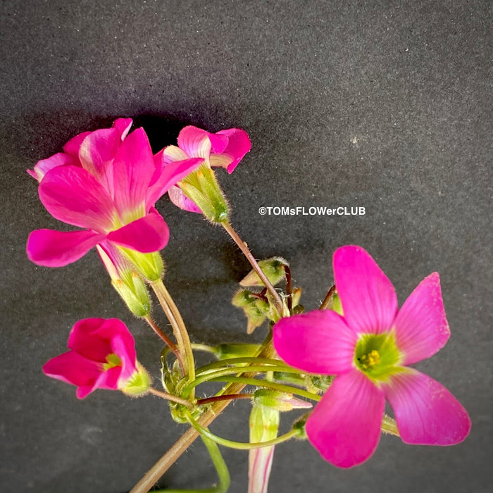 Oxalis lasiandra, organically grown plants for sale at TOMsFLOWer CLUB.