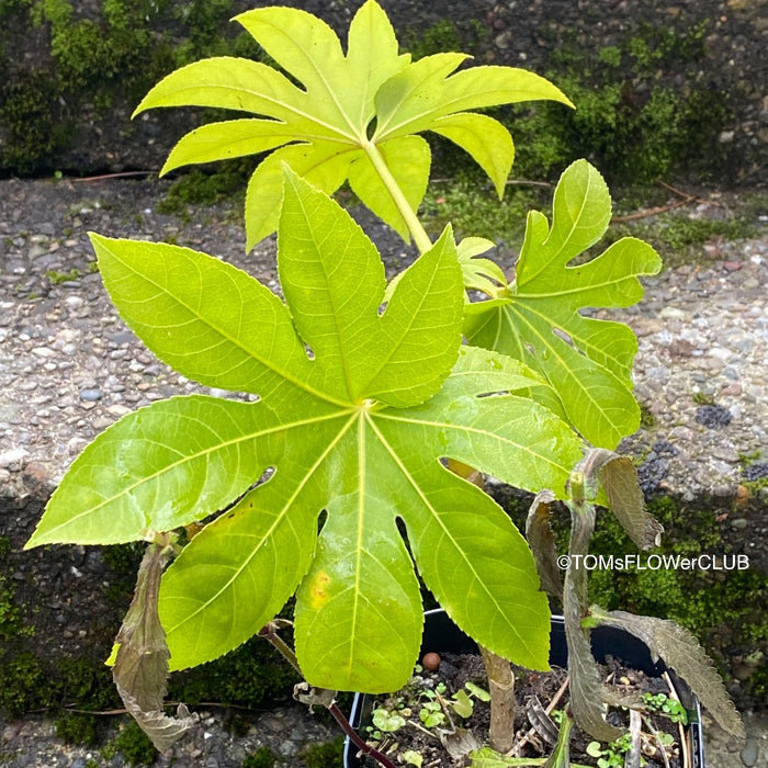 Fatsia japonica, organically grown plants for sale at TOMs FLOWer CLUB Fatsia japonica Japanese aralia Evergreen shrub Hardy plant Shade-loving plant Large leaves White flowers Landscaping plant Garden plant Ornamental plant Low maintenance plant Indoor plant Outdoor plant Foliage plant Bushy plant.