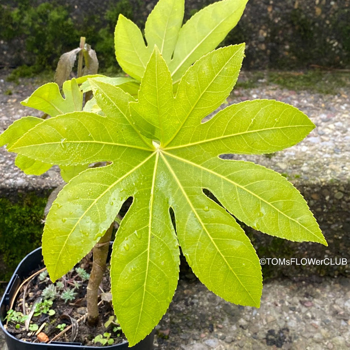 Fatsia japonica, organically grown plants for sale at TOMs FLOWer CLUB Fatsia japonica Japanese aralia Evergreen shrub Hardy plant Shade-loving plant Large leaves White flowers Landscaping plant Garden plant Ornamental plant Low maintenance plant Indoor plant Outdoor plant Foliage plant Bushy plant.