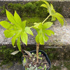 Fatsia japonica, organically grown plants for sale at TOMs FLOWer CLUB Fatsia japonica Japanese aralia Evergreen shrub Hardy plant Shade-loving plant Large leaves White flowers Landscaping plant Garden plant Ornamental plant Low maintenance plant Indoor plant Outdoor plant Foliage plant Bushy plant.