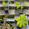 Fatsia japonica, organically grown plants for sale at TOMs FLOWer CLUB.