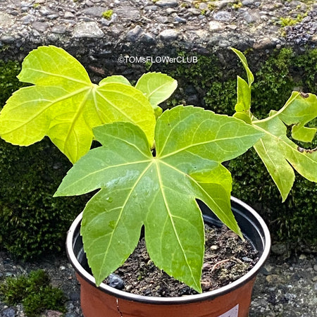 Fatsia japonica, organically grown plants for sale at TOMs FLOWer CLUB.