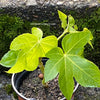 Fatsia japonica, organically grown plants for sale at TOMs FLOWer CLUB.