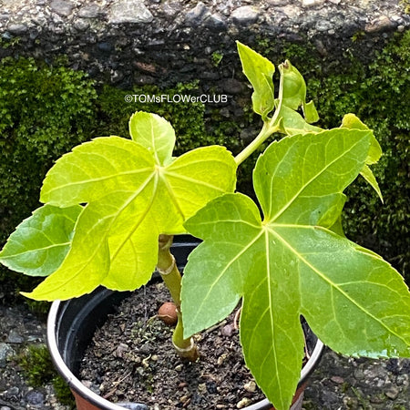 Fatsia japonica, organically grown plants for sale at TOMs FLOWer CLUB.