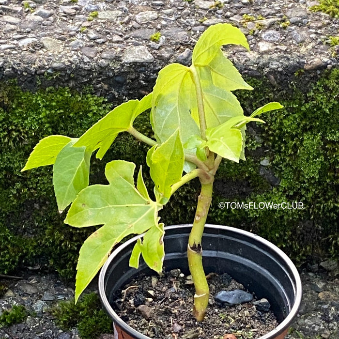 Fatsia japonica, organically grown plants for sale at TOMs FLOWer CLUB.