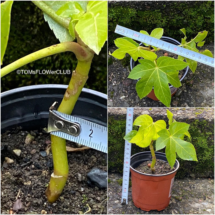 Fatsia japonica, organically grown plants for sale at TOMs FLOWer CLUB.