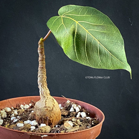 Ficus arnottiana, organically grown plants for sale at TOMs FLOWer CLUB.