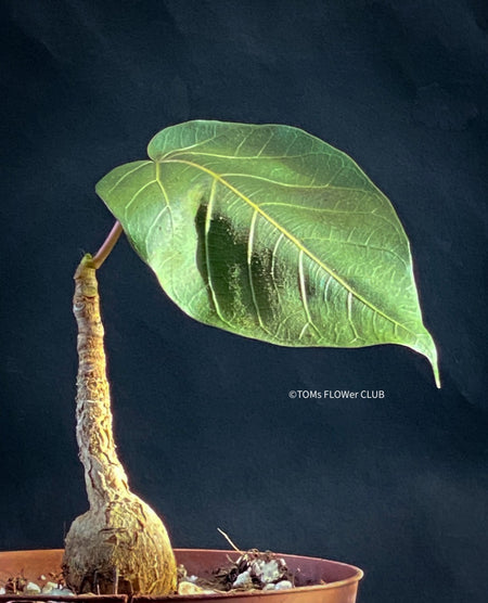 Ficus arnottiana, organically grown plants for sale at TOMs FLOWer CLUB.