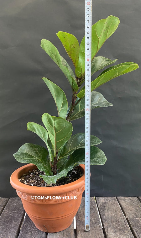 Ficus Lyrata Compacta Bambino, Geigenfeige, organically grown tropical plants for sale at TOMs FLOWer CLUB.