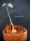 Ficus Petiolaris, stone fig, Bonsai tree, organically grown plants for sale at TOMs FLOWer CLUB.