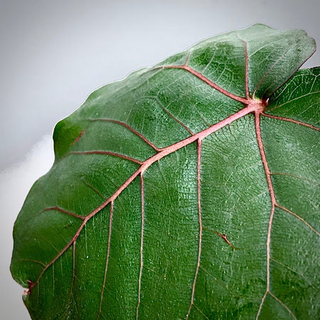 Ficus Petiolaris, stone fig, bonsai tree, leaf, organically grown plants for sale at TOMs FLOWer CLUB. 