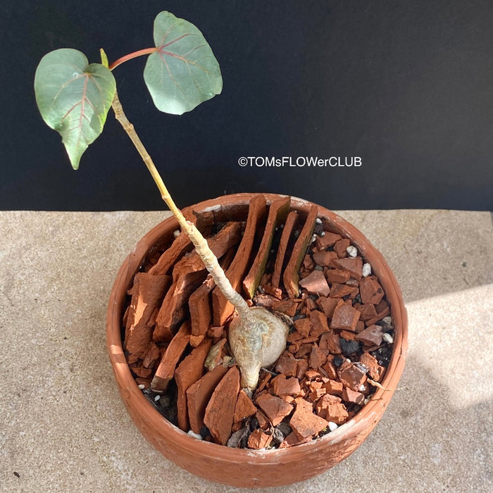 Ficus Petiolaris, stone fig, Bonsai tree, organically grown plants for sale at TOMs FLOWer CLUB.