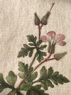 Geranium Robertianum, Robert Herb, William Curtis Antique Botanical Print, Flora Londinensis, 1777, Druck, Grafika, coloured etching on paper, art for sale, TOMs ART FLOWer CLUB, TOMs FLOWer CLUB, TOMas Rodak, London floral, antique, floral art. Geranium lovers. 