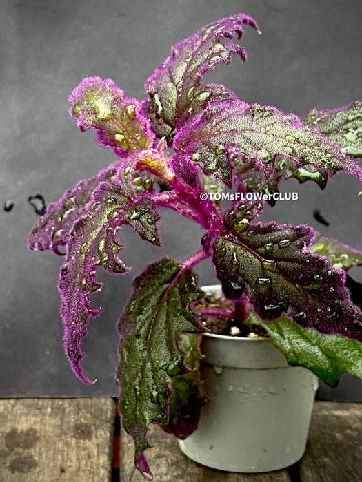 Gynura aurantiaca plant, Velvet plant image, Gynura aurantiaca leaves, Gynura aurantiaca Pflanze, Samtpflanze Bild, Gynura aurantiaca Blätter, Zimmerpflanze Foto, TOMs FLOWer CLUB