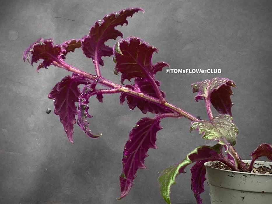 Gynura aurantiaca plant, Velvet plant image, Gynura aurantiaca leaves, Gynura aurantiaca Pflanze, Samtpflanze Bild, Gynura aurantiaca Blätter, Zimmerpflanze Foto, TOMs FLOWer CLUB