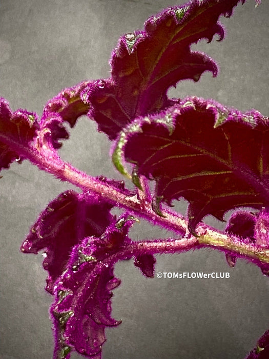 Gynura aurantiaca plant, Velvet plant image, Gynura aurantiaca leaves, Gynura aurantiaca Pflanze, Samtpflanze Bild, Gynura aurantiaca Blätter, Zimmerpflanze Foto, TOMs FLOWer CLUB