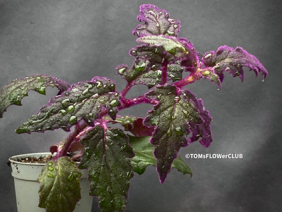 Gynura aurantiaca plant, Velvet plant image, Gynura aurantiaca leaves, Gynura aurantiaca Pflanze, Samtpflanze Bild, Gynura aurantiaca Blätter, Zimmerpflanze Foto, TOMs FLOWer CLUB