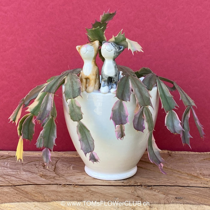 White, hand made, unique, ceramic plant pot without drain hole with one ginger and one black cat on the pot top directly from the artist's work shop, offered for sale by TOMs FLOWer CLUB.