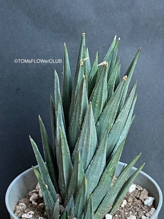 Haworthia / Haworthiopsis Glauca, organically grown succulent plants for sale at TOMs FLOWer CLUB.