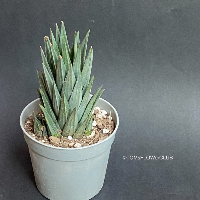 Haworthia / Haworthiopsis Glauca, organically grown succulent plants for sale at TOMs FLOWer CLUB.