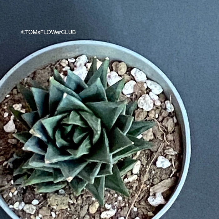 Haworthia / Haworthiopsis Glauca, organically grown succulent plants for sale at TOMs FLOWer CLUB.