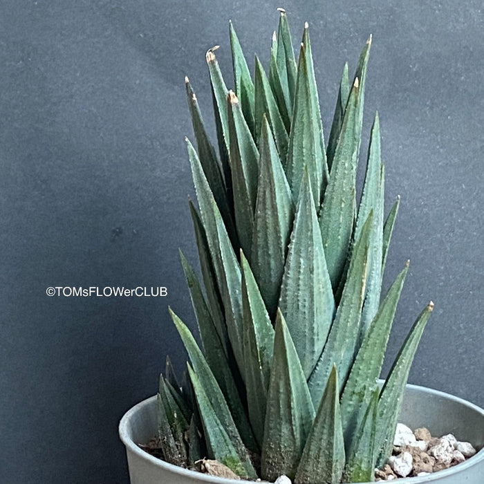 Haworthia / Haworthiopsis Glauca, organically grown succulent plants for sale at TOMs FLOWer CLUB.