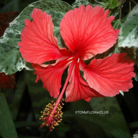 Hibiscus Rosa-sinensis Cooperii Albo Variegata, organically grown tropical plants for sale at TOMs FLOWer CLUB.