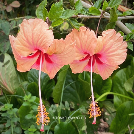 Hibiscus Rosa-sinensis Hawaiian salmon, orange flower, cinska ruza, organically grown tropical plants for sale at TOMs FLOWer CLUB.