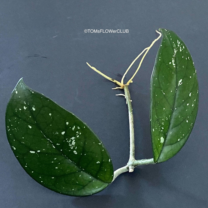 Hoya carnosa - rooted cutting, organically grown tropical plants for sale at TOMs FLOWer CLUB.