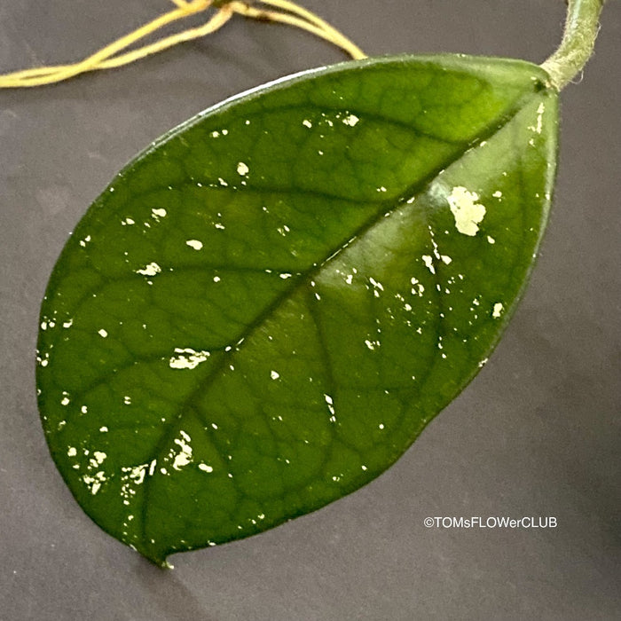 Hoya carnosa - rooted cutting, organically grown tropical plants for sale at TOMs FLOWer CLUB.