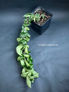 Hoya Compacta Hindu Rope, organically grown tropical Hoya plants for sale at TOMs FLOWer CLUB.