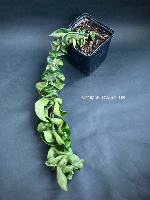 Hoya Compacta Hindu Rope, organically grown tropical Hoya plants for sale at TOMs FLOWer CLUB.