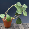 Hoya kerrii, Herzblume, Wachsblume, voskovka, Herzblatt, TOMs FLOWer CLUB, Hoya collection, plants for sale, indoor plants, Zimmerpflanzen, tropical plants.  