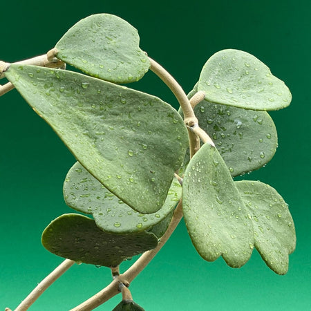 Hoya kerrii, Herzblume, Wachsblume, voskovka, Herzblatt, TOMs FLOWer CLUB, Hoya collection, plants for sale, indoor plants, Zimmerpflanzen, tropical plants.  