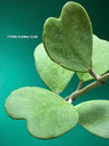 Hoya kerrii, Herzblume, Wachsblume, voskovka, Herzblatt, TOMs FLOWer CLUB, Hoya collection, plants for sale, indoor plants, Zimmerpflanzen, tropical plants.  