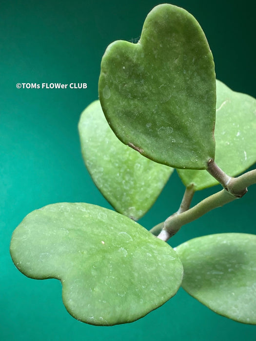 Hoya kerrii, Herzblume, Wachsblume, voskovka, Herzblatt, TOMs FLOWer CLUB, Hoya collection, plants for sale, indoor plants, Zimmerpflanzen, tropical plants.  